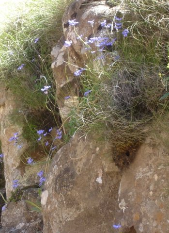 Nemesia caerulea spreading its flowers